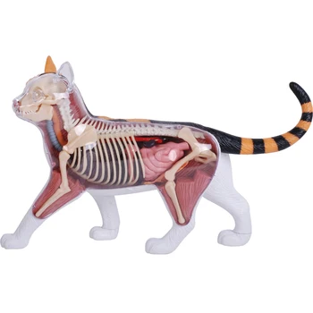 4D חזון קליקו חתול מודל האנטומיה לפרק חיה איברים מודל האנטומיה של DIY שלד לימודי הרפואה סיוע משלוח חינם