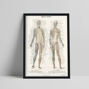 גוף האדם אנציקלופדיה השרירים דם פוסטר, כלי האנטומיה האנושית הדפסת אמנות, חינוך רפואי מדע הקיר תמונה עיצוב הבית